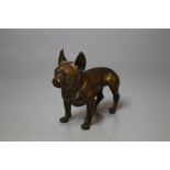 AN AUSTRIAN MINIATURE COLD PAINTED BRONZE GESCHUTZT FIGURE OF A FRENCH BULLDOG, stamped to base, H