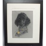 A TWENTIETH CENTURY STUDY OF A POODLE WITH COLLAR, unsigned, pastel on paper, framed, 28 x 20 cm