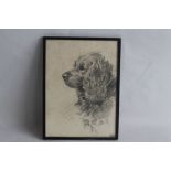 A FRAMED AND GLAZED CHARCOAL DRAWING DEPICTING A DOG