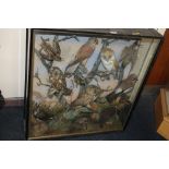 A LARGE 19TH CENTURY CASED TAXIDERMY STUDY OF BIRDS, to include three owls, a hawk, a jay, etc all
