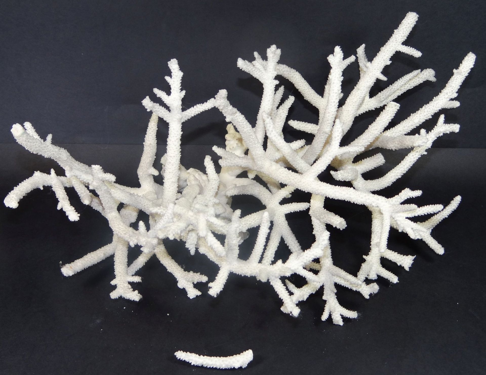 weisser Korallenast, Fehlstellen, 20x37 cm, ca. 700 gr.