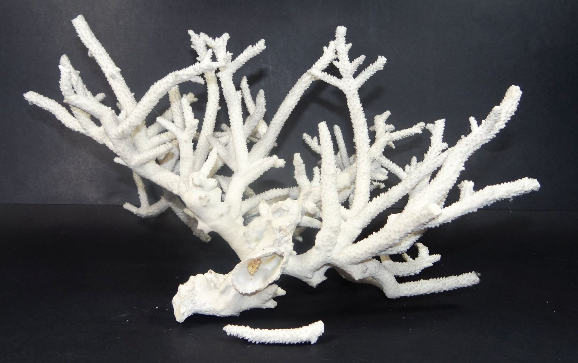 weisser Korallenast, Fehlstellen, 20x37 cm, ca. 700 gr. - Bild 4 aus 4