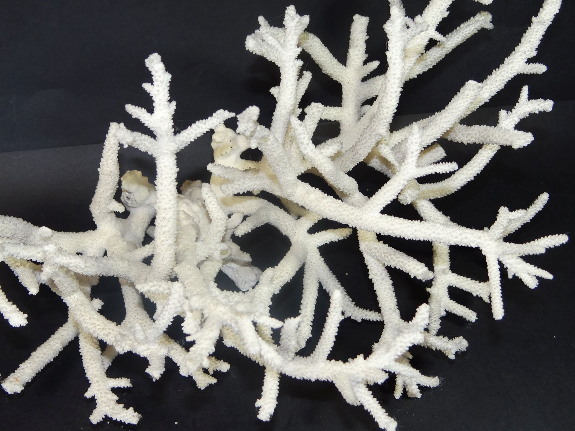 weisser Korallenast, Fehlstellen, 20x37 cm, ca. 700 gr. - Bild 2 aus 4