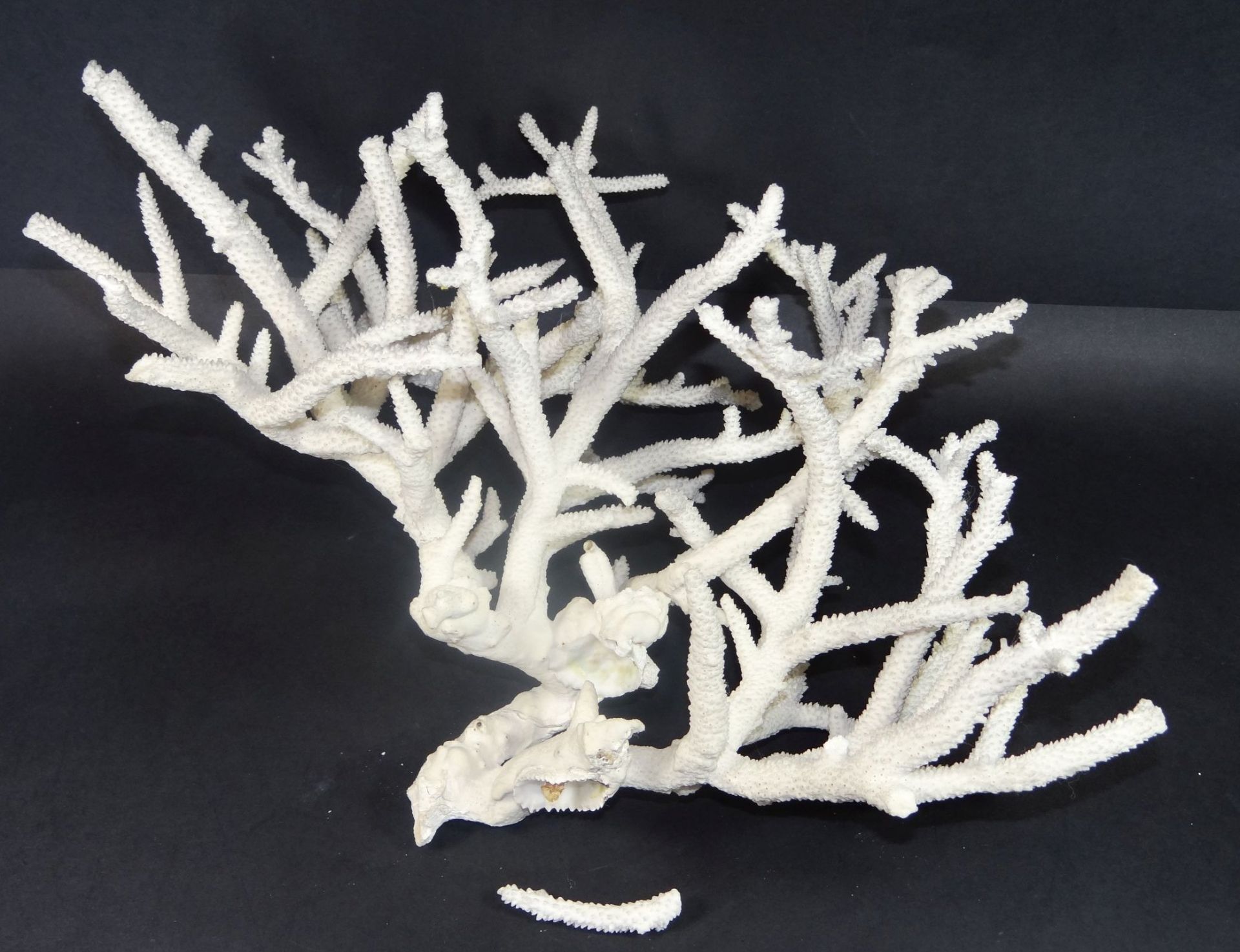 weisser Korallenast, Fehlstellen, 20x37 cm, ca. 700 gr. - Bild 3 aus 4