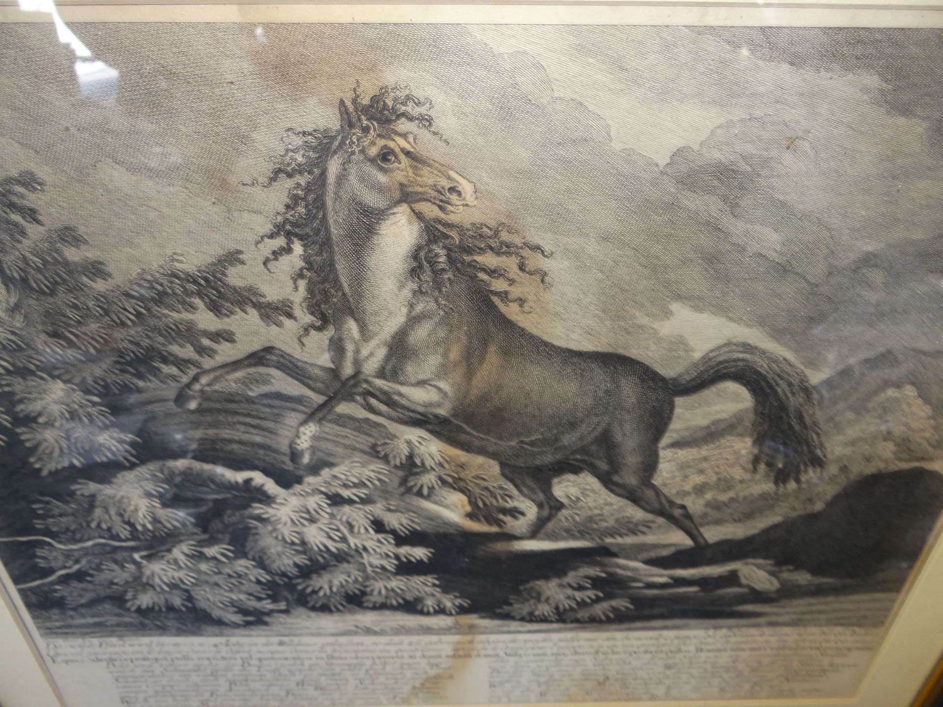 Johann Elias RIDINGER (1698-1767) "Das Wilde Pferd..." Stich, ger/Glas, RG 48x53 cm, Blatt - Image 4 of 4