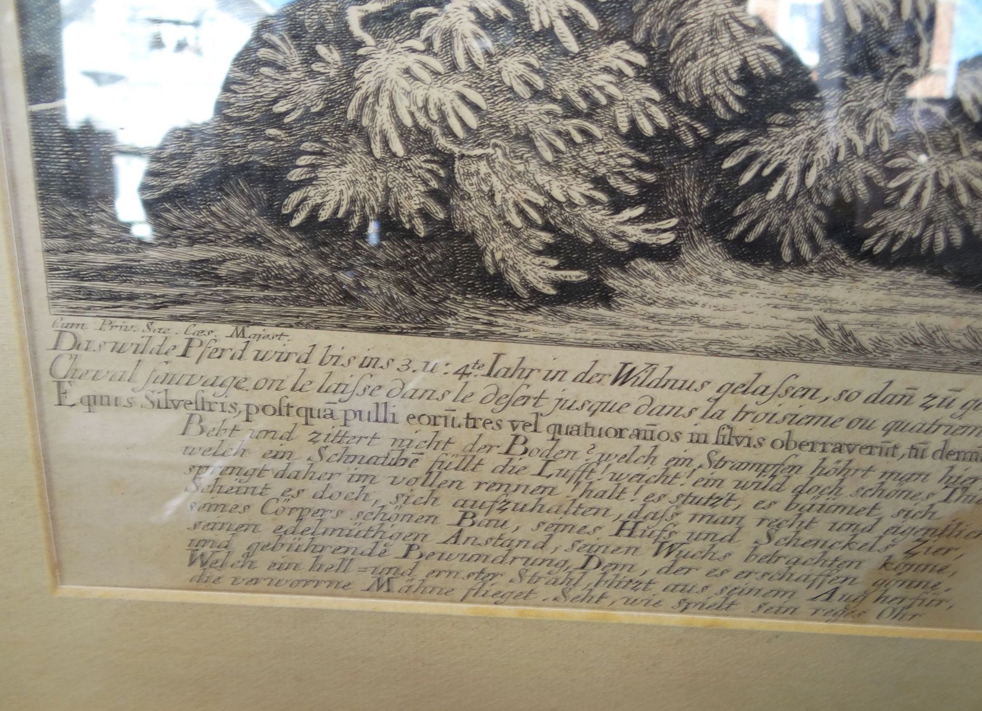 Johann Elias RIDINGER (1698-1767) "Das Wilde Pferd..." Stich, ger/Glas, RG 48x53 cm, Blatt - Image 2 of 4