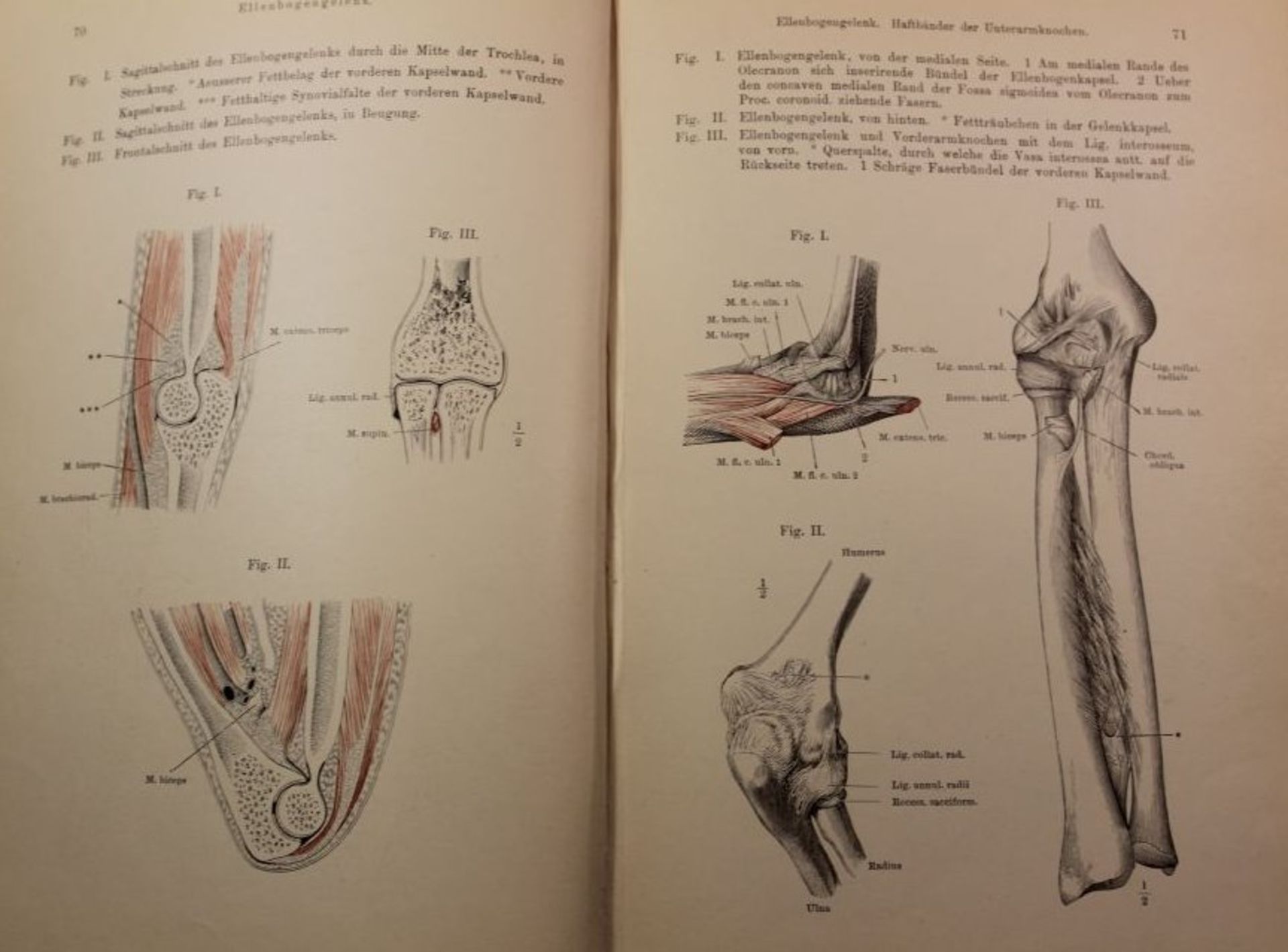 2 Bände Anatomie des Menschen, Textband und Atlas, 190 - Bild 6 aus 6