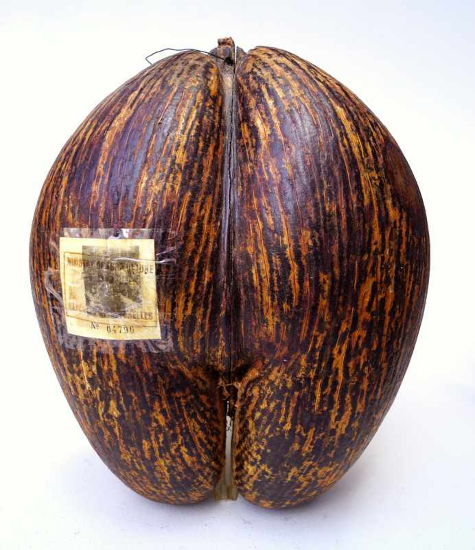 Coco de Mer / MeeresnussCoco del Mer der Seychellen / Praslin, Zertifiziert No. 04796, Höhe 33cm,