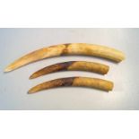 3 Elfenbeinstosszähne eines Loxodonta africanaPärchen Zähne (38cm) sowie 1 grösserer Zahn (60 cm)