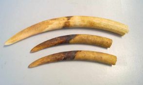 3 Elfenbeinstosszähne eines Loxodonta africanaPärchen Zähne (38cm) sowie 1 grösserer Zahn (60 cm)