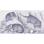 Ella Fry (1916-1997) Australian Antechunus Flavipes; Hollow Footed Marsupial Mouse, black chalk