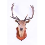 Taxidermy: A stag's head mounted to an oak shield-shape board the twelve point antlers 62cm wide.