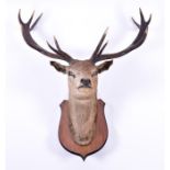 Taxidermy: A large stag's head early 20th century, mounted to an oak shield-shaped panel, the