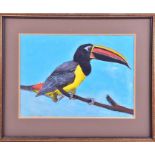 Aubrey Williams (1926-1990) British study of a Toucan, watercolour and gouache, signed and dated '