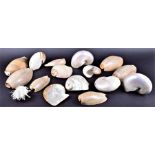 A contemporary silver mounted carved sea shell together with a large collection of 16 sea shells