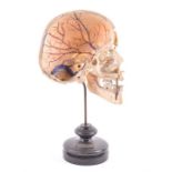 An early 20th century cross section of a human skull mounted to an ebonised stand signed Mayer &
