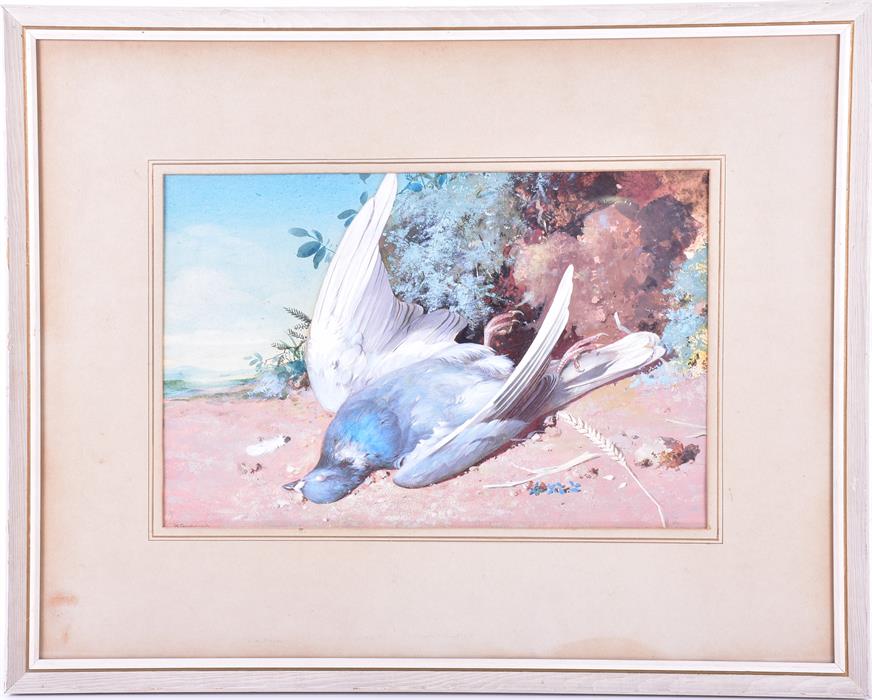 William Cruikshank RA (1849 - 1922) British watercolour still life study of a pigeon, signed lower