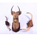 A taxidermy ibex head  mounted to a wooden shield, together with two highland cattle horns, the ibex