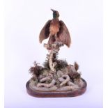 A Victorian taxidermy bird of paradise in a naturalistic setting on a walnut base, lacking dome,