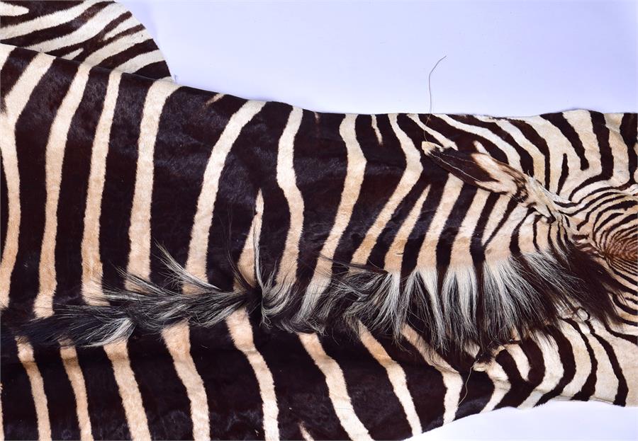 A large Zebra skin rug  mid 20th century, 256 cm x 193 cm. - Image 3 of 6