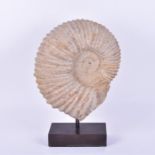 A large and impressive ammonite fossil on stand 35 cm across, on a bronze plinth base.