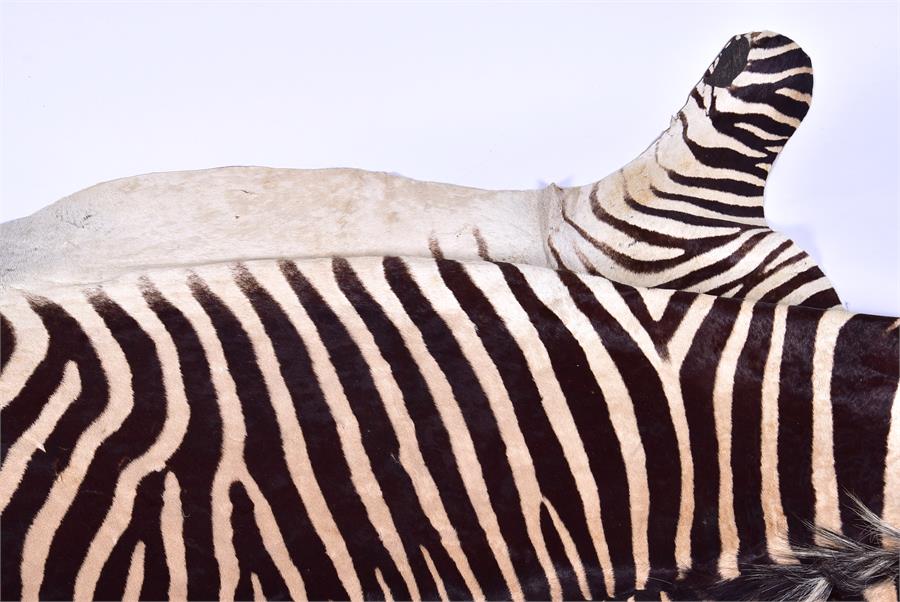 A large Zebra skin rug  mid 20th century, 256 cm x 193 cm. - Image 2 of 6