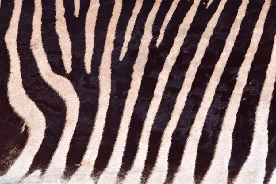 A large Zebra skin rug  mid 20th century, 256 cm x 193 cm. - Image 5 of 6