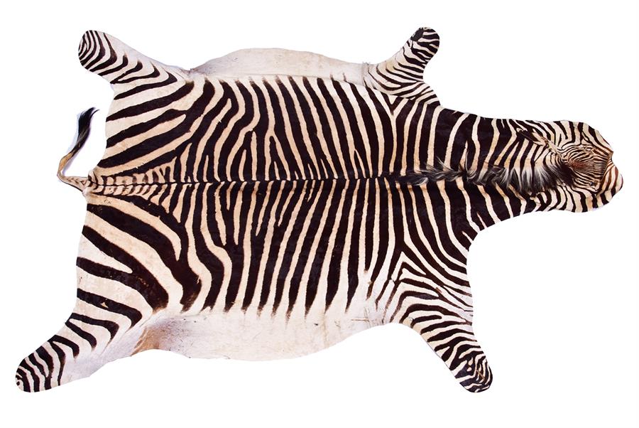 A large Zebra skin rug  mid 20th century, 256 cm x 193 cm.