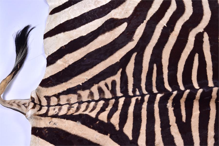 A large Zebra skin rug  mid 20th century, 256 cm x 193 cm. - Image 4 of 6