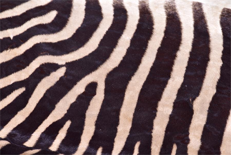 A large Zebra skin rug  mid 20th century, 256 cm x 193 cm. - Image 6 of 6