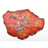 A large decorative cut and polished cross section of petrified wood  measuring 41 x 35 cm.