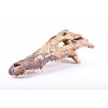 An old crocodile skull / mask (upper jaw), 34 cm long.