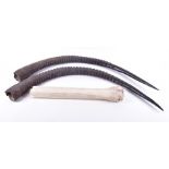 A large pair of unmounted African antelope horns both around 82 cm long.