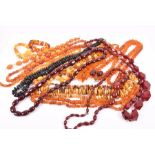 A large group of various amber necklaces including rough and polished examples, butterscotch amber