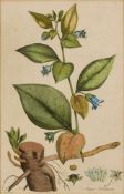 Kol. Kupferstich James Sowerby 1756 London - 1822 Lambeth "Atropa Belladonna" u. li. i. d. Platte