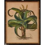 Kol. Kupferstich Basilius Besler 1561 Nürnberg - 1629 Nürnberg "Aus Hortus Eystettensis: Aloe "
