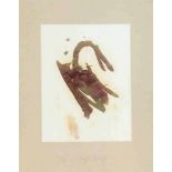 Joseph Beuys Krefeld 1921 - 1986 Düsseldorf Schwan. Radierung und Lithographie. 1980. 36 x 27,3
