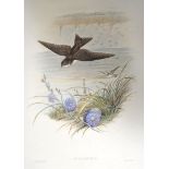 Gould, John. Zwei Darstellungen. "Cotyle Riparia." Kolorierte Lithographien von John Gould um