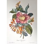 Kamelien. Zwei Darstellungen. a) "Camellia Japonica Chandlerü". Kolorierter Kupferstich von F. W.