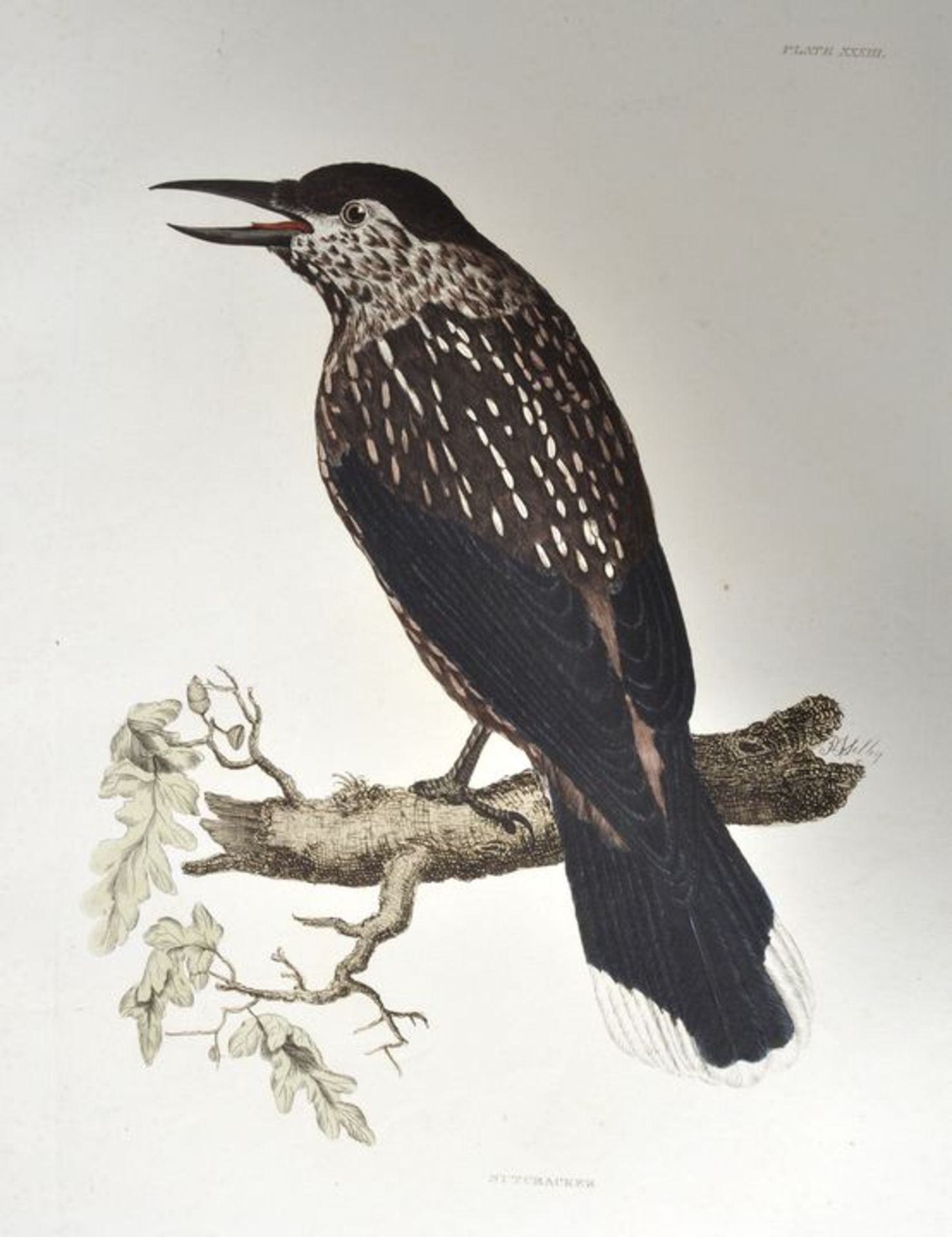 Selby's "British Ornithology". 13 Darstellungen. Kolorierte Kupferstiche nach Prideaux John Selby, - Bild 5 aus 7