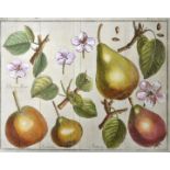 Birnen u. a. Fünf Darstellungen. Kolorierte Kupferstiche um 1800. Ca. 17,5 x 22 cm (Pl), 25 x 21