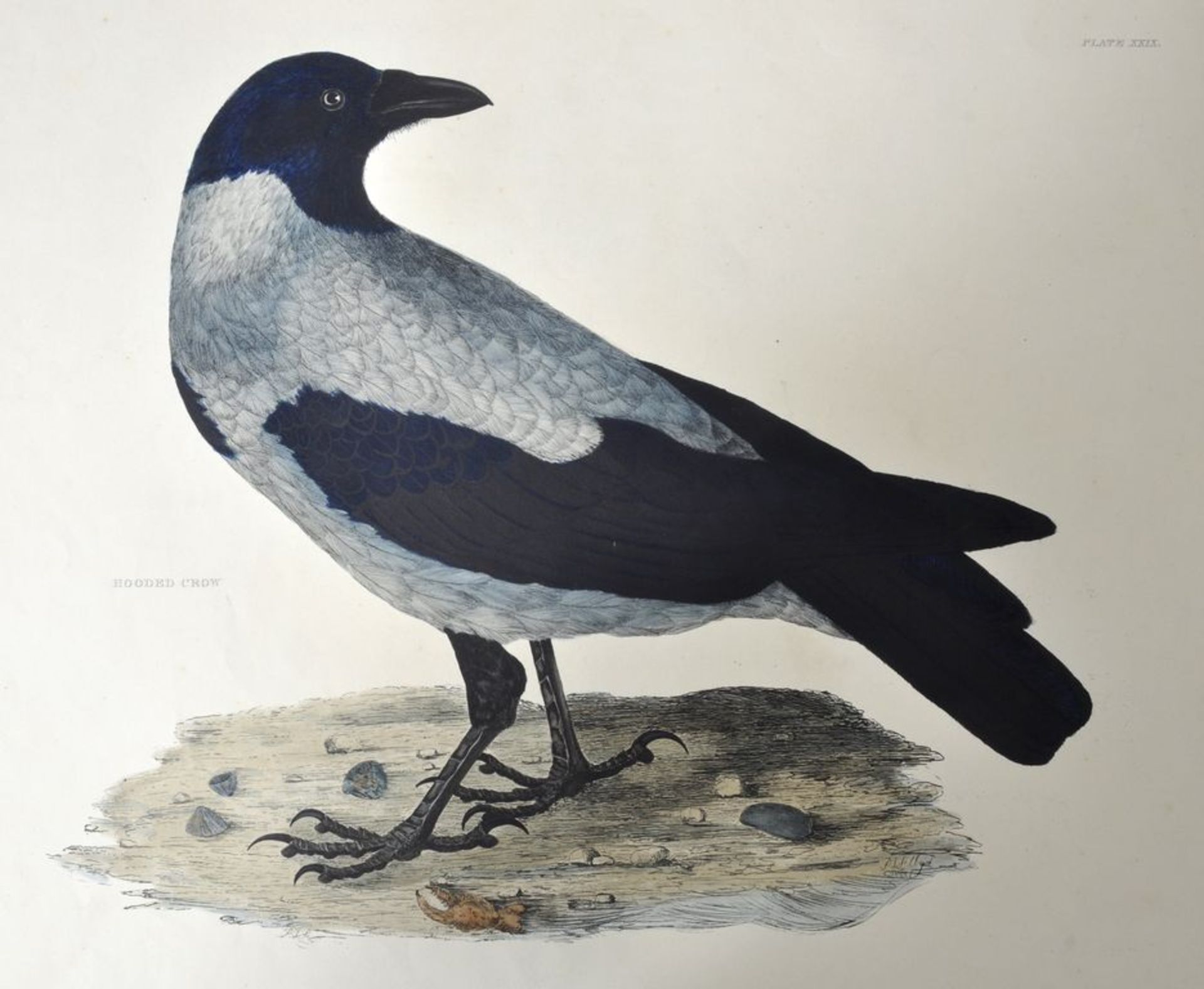 Selby's "British Ornithology". 13 Darstellungen. Kolorierte Kupferstiche nach Prideaux John Selby, - Bild 3 aus 7