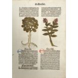 Hortus sanitatis. Konvolut von 15 Blättern. Kolorierte Buchholzschnitte um 1500. Meist ca. 10 x 7 cm