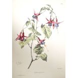 Fuchsia. - Rhododendron. Zwei Darstellungen. Kolorierte Lithographien nach Ch. Labbé. Paris, Delarue