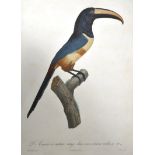 Barraban (Barraband), Jacques. Eine Darstellung. "L'aracari à cinture rouge, dans son extrème