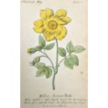 Blumen. Zehn Darstellungen. Kolorierte Kupferstiche um 1800. Ca. 20 x 12 cm (Pl), 21,5 x 13,5 cm (