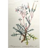 Pelargonien. Sechs Darstellungen. Kolorierte Kupferstiche, 1. Hälfte des 19. Jahrh. Ca. 17,5 x 11,