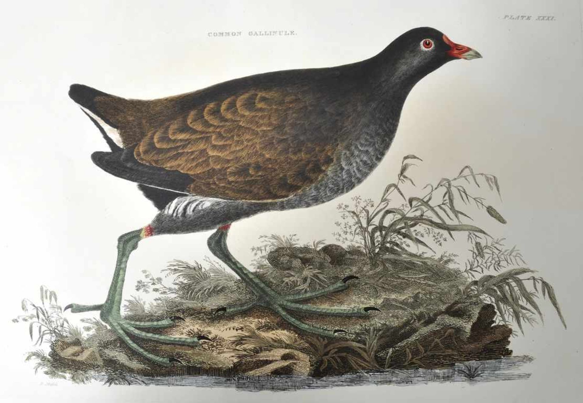 Selby's "British Ornithology". 13 Darstellungen. Kolorierte Kupferstiche nach Prideaux John Selby,