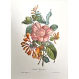 Blumen. Neun Darstellungen. Kolorierte Lithogrphien von Walter Frères u. a. Paris, F. Sinett, 2.