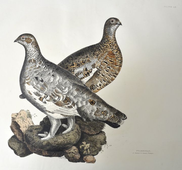 Selby's "British Ornithology". 13 Darstellungen. Kolorierte Kupferstiche nach Prideaux John Selby, - Bild 7 aus 7